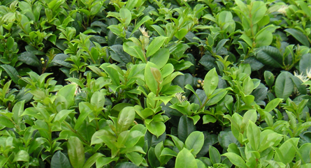 Coastal Nursery