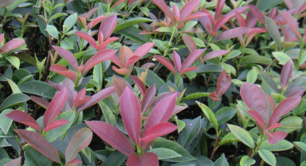 Coastal Nursery